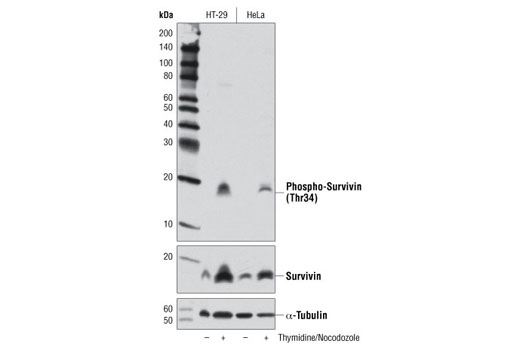 Western blot analysis of HT-29 and HeLa cells, untreated or synchronized in mitosis by thymidine block (2 mM, 17 hr) followed by nocodozole treatment (100 ng/ml, 24 hr), using Phospho-Survivin (Thr34) (D2E11) Rabbit mAb (top), Survivin (71G4B7) Rabbit mAb #2808 (middle), or α-Tubulin (11H10) Rabbit mAb #2125 (lower).