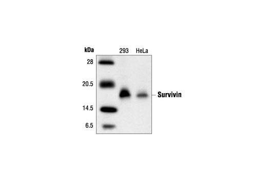 Western blot analysis of extracts from 293 and HeLa cells, using Survivin (6E4) Mouse mAb.