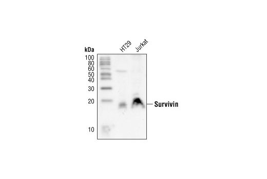 Western blot analysis of extracts from HT29 and Jurkat cells, using Survivin Antibody.