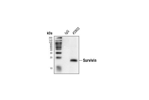 Immunoprecipitation of lysates from Jurkat cells using either control rabbit IgG or Survivin Antibody and then probed by Western blot, using Survivin (6E4) Mouse mAb #2802.