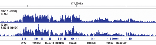Chromatin immunoprecipitations were performed with cross-linked chromatin from 4 x 10 6 NCCIT cells and either 5 µl of SUZ12 (D39F6) XP ® Rabbit mAb or 10 μl of RING1B (D22F2) XP ® Rabbit mAb, using SimpleChIP ® Enzymatic Chromatin IP Kit (Magnetic Beads) #9003. DNA Libraries were prepared from 5 ng enriched ChIP DNA using NEBNext ® Ultra™ II DNA Library Prep Kit for Illumina ® , and sequenced on the Illumina NextSeq. SUZ12 and RING1B are known to associate with each other on chromatin. The figure shows binding of both SUZ12 and RING1B across HOXD genes, which are known target genes of both SUZ12 and RING1B (see additional figure containing ChIP-qPCR data). For additional ChIP-seq tracks, please download the product data sheet.