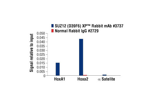 Chromatin immunoprecipitations were performed with cross-linked chromatin from 4 x 10 6 NCCIT cells and either 5 µl of SUZ12 (D39F6) XP ® Rabbit mAb or 2 µl of Normal Rabbit IgG #2729 using SimpleChIP ® Enzymatic Chromatin IP Kit (Magnetic Beads) #9003. The enriched DNA was quantified by real-time PCR using SimpleChIP ® Human HoxA1 Intron 1 Primers #7707, SimpleChIP ® Human HoxA2 Promoter Primers #5517, and SimpleChIP ® Human α Satellite Repeat Primers #4486. The amount of immunoprecipitated DNA in each sample is represented as signal relative to the total amount of input chromatin (equivalent to one).