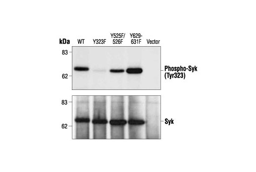 Western blot analysis of extracts from 293T cells expressing recombinant wild-type or mutant Syk proteins, cotransfected with CD8, using Phospho-Syk (Tyr323) Antibody (upper) or Syk Antibody #2712 (lower). (Provided by Dr. Alagarsamy L. Reddi, laboratory of Dr. Hamid Band, Harvard University, Massachusetts.)