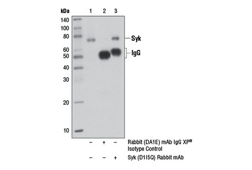 Immunoprecipitation of Syk protein from SR cell extracts, using Rabbit (DA1E) mAb IgG XP ® Isotype Control #3900 (lane 2) or Syk (D1I5Q) Rabbit mAb (lane 3). Lane 1 is 10% input. Western blot analysis was performed using Syk (D1I5Q) Rabbit mAb.