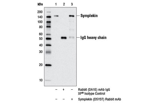 Immunoprecipitation of symplekin from DLD-1 cell extracts using Rabbit (DA1E) mAb IgG XP ® Isotype Control #3900 (lane 2) or Symplekin (D5Y3T) Rabbit mAb (lane 3). Lane 1 is 10% input. Western blot analysis was performed using Symplekin (D5Y3T) Rabbit mAb.