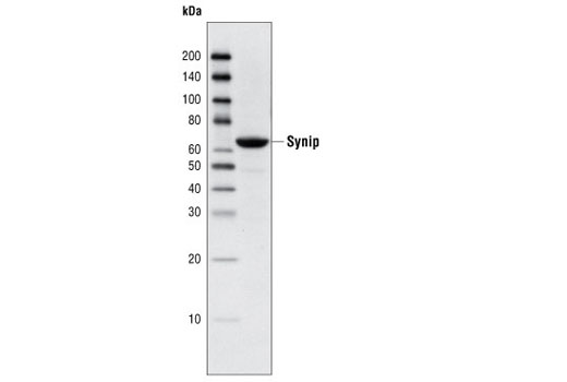 Western blot analysis of extracts from RD cells using Synip (C51G6) Rabbit mAb.