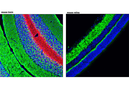 Confocal immunofluorescent analysis of mouse brain (left) and mouse retina (right) using Synaptophysin (7H12) Mouse mAb (IF Formulated) (green) and CNPase (D83E10) XP ® Rabbit mAb (Alexa Fluor ® 555 Conjugate) #5715 (red, left). Blue pseudocolor = DRAQ5 ® #4084 (fluorescent DNA dye).