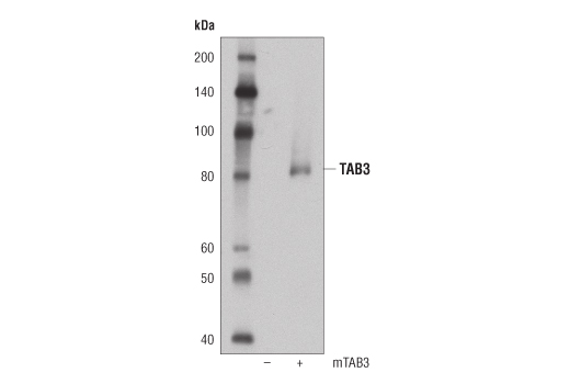 Western blot analysis of extracts from 293T cells, mock transfected (-) or transfected with a construct expressing full-length mouse TAB3 protein (mTAB3; +), using TAB3 (D5J7D) Rabbit mAb.