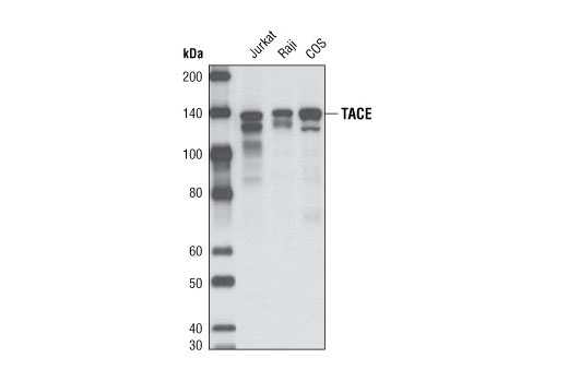 Western blot analysis of extracts of various cell lines using TACE Antibody.