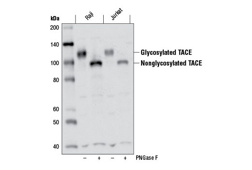 Western blot analysis of extracts from Raji and Jurkat cells, untreated or treated with peptide N-glycosidase F (PNGase F), using TACE (D22H4) Rabbit mAb.