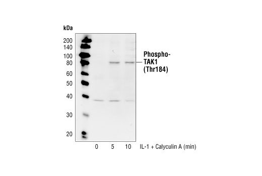 Western blot analysis of extracts from 293 IL-1R cells treated with IL-1beta (10 ng/ml) and Calyculin A (50 nM) for the indicated times, using Phospho-TAK1 (Thr184) Antibody.