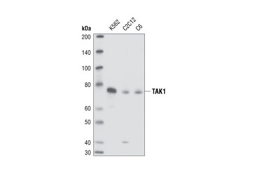 Western blot analysis of extracts from K562 (human), C2C12 (mouse) and C6 (rat) cell lines, using Phospho-TAK1 (Ser412) Antibody.