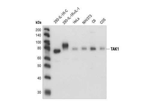 Western blot analysis of extracts from untreated or IL-1 treated 293-IL-1R cells, and extracts from HeLa, NIH/3T3, C6, and COS cells, using TAK1 Antibody.