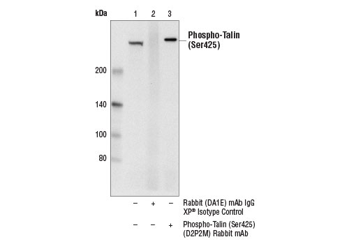 Immunoprecipitation of phospho-talin (Ser425) from 293T cell extracts using Rabbit (DA1E) mAb IgG XP ® Isotype Control #3900 (lane 2) or Phospho-Talin (Ser425) (D2P2M) Rabbit mAb (lane 3). Lane 1 is 10% input. Western blot was performed using Phospho-Talin (Ser425) (D2P2M) Rabbit mAb.