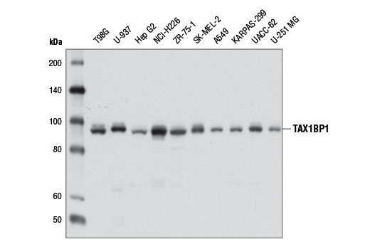 Western blot analysis of extracts from various cell lines using TAX1BP1 (D1D5) Rabbit mAb.