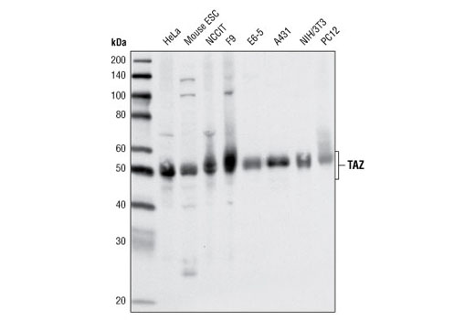 Western blot analysis of extracts from various cell lines using TAZ (V386) Antibody.