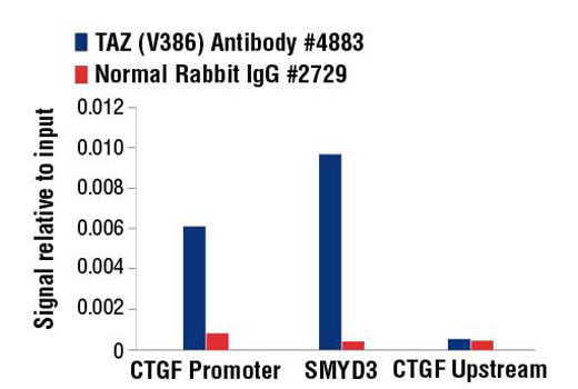 Chromatin immunoprecipitations were performed with cross-linked chromatin from 4 x 10 6 NCI-2052 cells and either 10 µl of TAZ (V386) Antibody, or 2 µl of Normal Rabbit IgG #2729, using SimpleChIP ® Enzymatic Chromatin IP Kit (Magnetic Beads) #9003. The enriched DNA was quantified by real-time PCR using SimpleChIP ® Human CTGF Promoter Primers #14927, human SMYD3 intron 2 primers, and SimpleChIP ® Human CTGF Upstream Primers #14928. The amount of immunoprecipitated DNA in each sample is represented as signal relative to the total amount of input chromatin, which is equivalent to one.