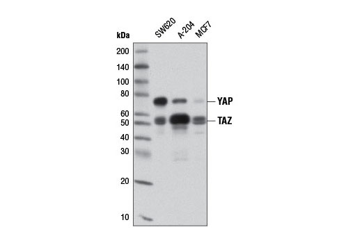 Western blot analysis of extracts from various cell lines using YAP/TAZ (D24E4) Rabbit mAb.