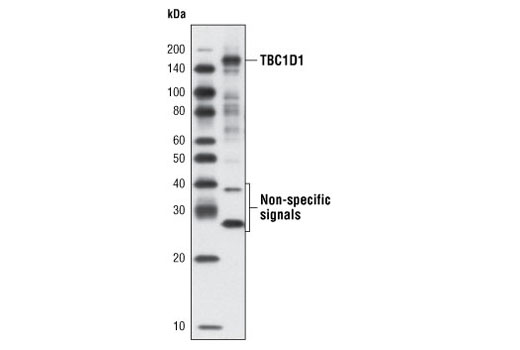 Western blot analysis of extracts from C2C12 myotubes using TBC1D1 (G689) Antibody.