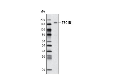 Western blot analysis of extracts from C2C12 myotubes using TBC1D1 (V796) Antibody.