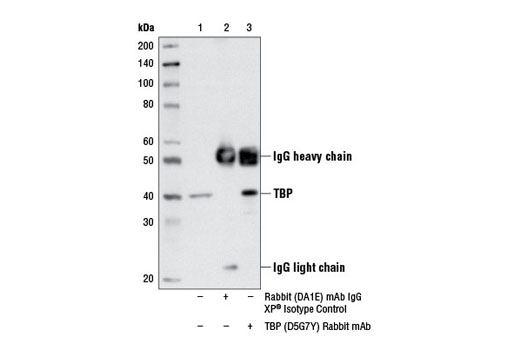 Immunoprecipitation of TBP from HCT 116 cell extracts, using Rabbit (DA1E) mAb IgG XP ® Isotype Control #3900 (lane 2) or TBP (D5G7Y) Rabbit mAb (lane 3). Lane 1 is 10% input. Western blot analysis was performed using TBP (D5G7Y) Rabbit mAb.