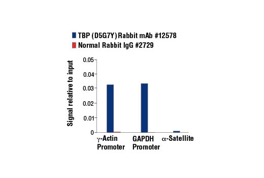 Chromatin immunoprecipitations were performed with cross-linked chromatin from 4 x 10 6 HeLa cells and either 10 μl of TBP (D5G7Y) Rabbit mAb or 2 μl of Normal Rabbit IgG #2729 using SimpleChIP ® Enzymatic Chromatin IP Kit (Magnetic Beads) #9003. The enriched DNA was quantified by real-time PCR using SimpleChIP ® Human γ-Actin Promoter Primers #5037, SimpleChIP ® Human GAPDH Promoter Primers #4471 and SimpleChIP ® Human α Satellite Repeat Primers #4486. The amount of immunoprecipitated DNA in each sample is represented as signal relative to the total amount of input chromatin, which is equivalent to one.