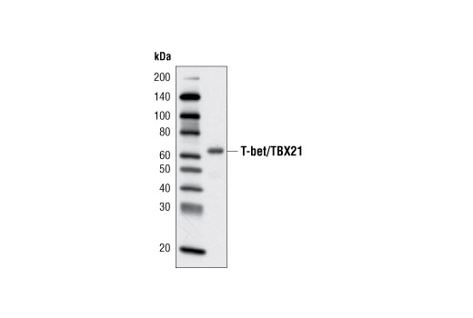 Western analysis of extracts from TALL-104 cells using T-bet/TBX21 (V365) Antibody.