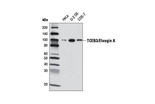 Western blot analysis of extracts from various cell lines using TCEB3/Elongin A Antibody.