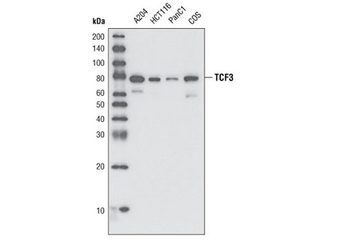 Western blot analysis of total lysates from various cell lines using TCF3/TCF7L1 (D15G11) Rabbit mAb.