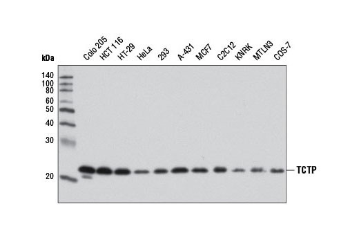 Western blot analysis of extracts from various cell lines using TCTP Antibody.