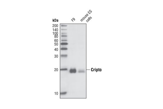 Western blot analysis of extracts of F9 and mouse embryonic stem (ES) cells using Cripto Antibody.