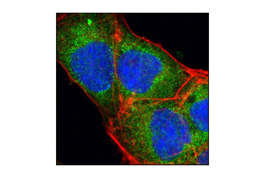 Confocal immunofluorescent analysis of P19 cells using Cripto Antibody (Mouse Specific) (green). Actin filaments have been labeled with DY-554 phalloidin (red). Blue pseudocolor = DRAQ5 ® #4084 (fluorescent DNA dye).
