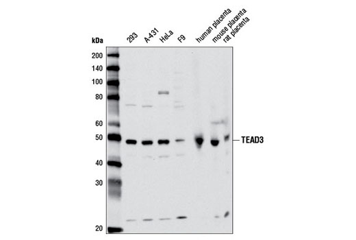 Western blot analysis of extracts from various cell lines and tissues using TEAD3 Antibody.