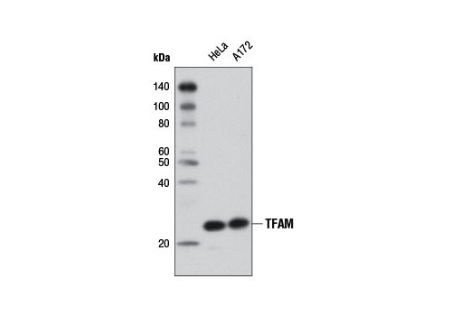 Western blot analysis of extracts from HeLa and A172 cells using TFAM (D5C8) Rabbit mAb.