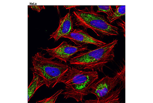 Confocal immunofluorescent analysis of HeLa cells using TFAM (D5C8) Rabbit mAb (green). Actin filaments were labeled with DY-554 phalloidin (red). Blue pseudocolor = DRAQ5 ® #4084 (fluorescent DNA dye).