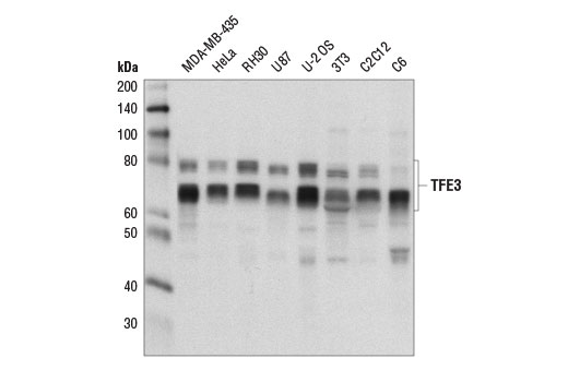 Western blot analysis of extracts from various cell lines using TFE3 Antibody.