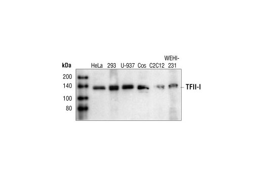 Western blot analysis of extracts from HeLa, HEK293, U-937, COS, C2C12 and WEHI-231 cells, using TFII-I Antibody.