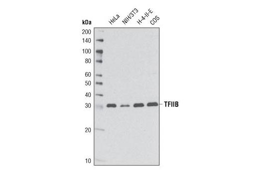 Western blot analysis of extracts from various cell lines using TFIIB (2F6A3H4) Mouse mAb.