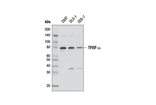 Western blot analysis of extracts from various cell lines using TFIIF-α Antibody.