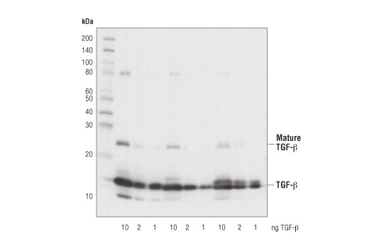 Western blot analysis of recombinant human TGF-beta1, TGF-beta2, and TGF-beta3 using TGF-beta Antibody.