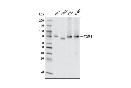 Western blot analysis of extracts from various cell lines using TGM2 (D11A6) XP ® Rabbit mAb.