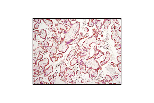 Immunohistochemical analysis of paraffin-embedded human placenta using TGM2 (D11A6) XP ® Rabbit mAb.