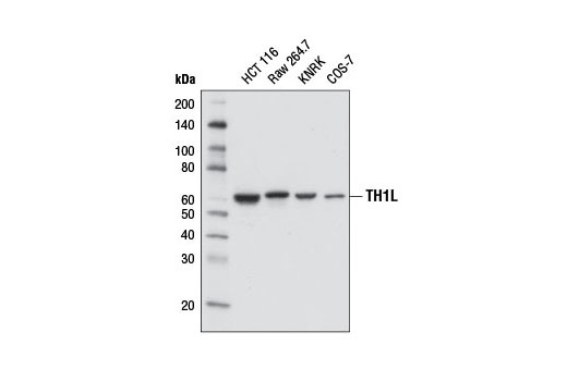 Western blot analysis of extracts from various cell lines using TH1L (D5G6W) Rabbit mAb.
