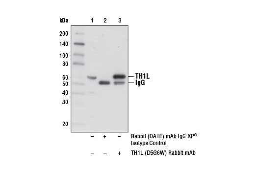 Immunoprecipitation of TH1L from HCT 116 cell extracts using Rabbit (DA1E) mAb IgG XP ® Isotype Control #3900 (lane 2) or TH1L (D5G6W) Rabbit mAb (lane 3). Lane 1 is 10% input. Western blot analysis was performed using TH1L (D5G6W) Rabbit mAb.