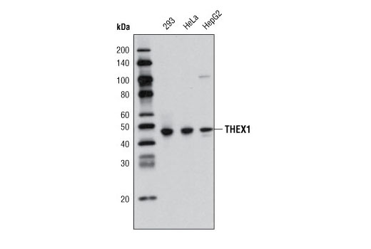 Western blot analysis of extracts from various cell lines using THEX1 (D66A11) Rabbit mAb.