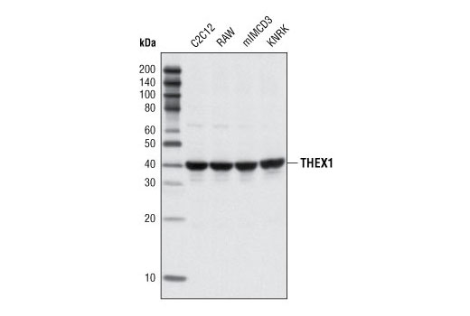 Western blot analysis of extracts from various cell types using THEX1 Antibody.