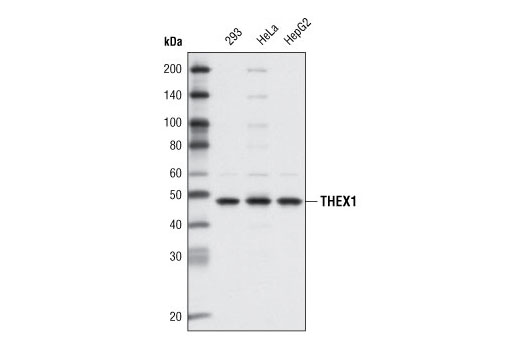 Western blot analysis of extracts from various cell types using THEX1 (D2B4) Rabbit mAb.
