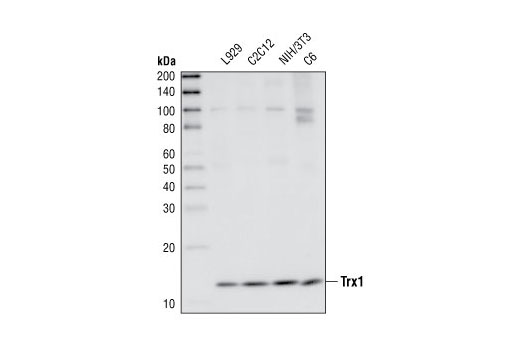 Western blot analysis of extracts from various cell lines, using Thioredoxin 1 Antibody (Mouse/Rat Preferred).