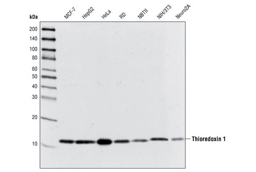 Western blot analysis of extracts from various cell types using Thioredoxin 1 (C63C6) Rabbit mAb.