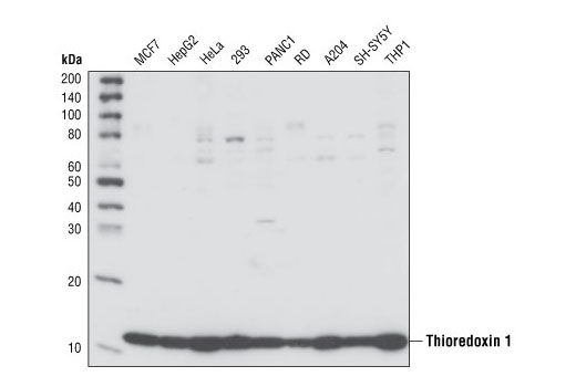 Western blot analysis of extracts from various cell lines, using Thioredoxin 1 Antibody (Human Specific).